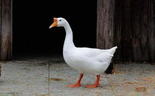 娱乐吃瓜酱大鹅,揭秘娱乐圈那些不为人知的幕后故事